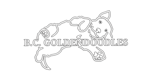 BC Goldendoodles